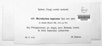Image of Microthyrium imperatae